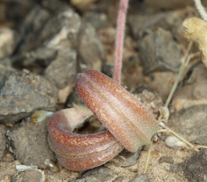 Astragalus tidestromii