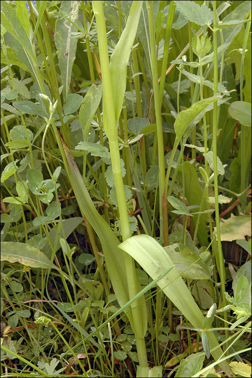 Dactylorhiza incarnata