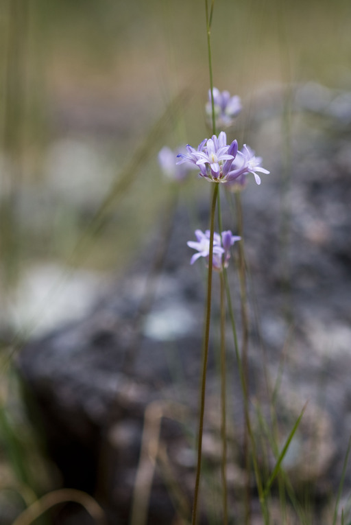 Dichelostemma multiflorum Dichelostemma multiflorum