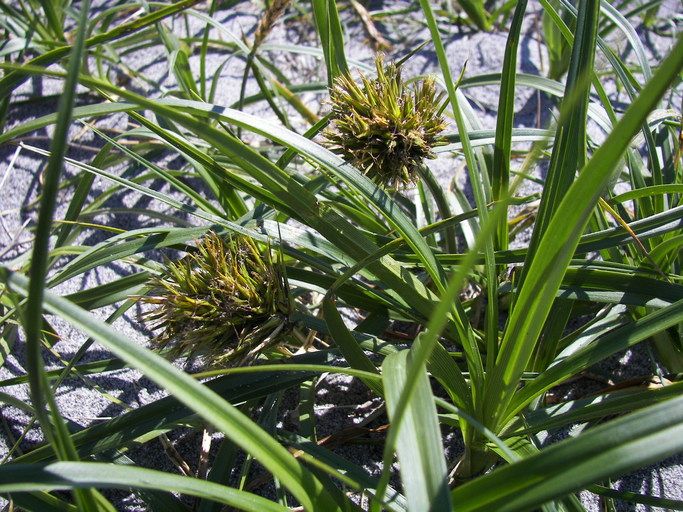 Carex macrocephala Carex macrocephala