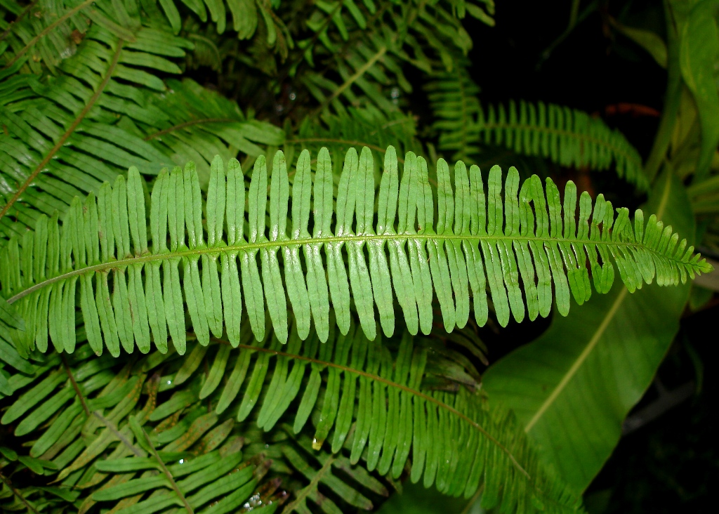 Pecluma alfredii