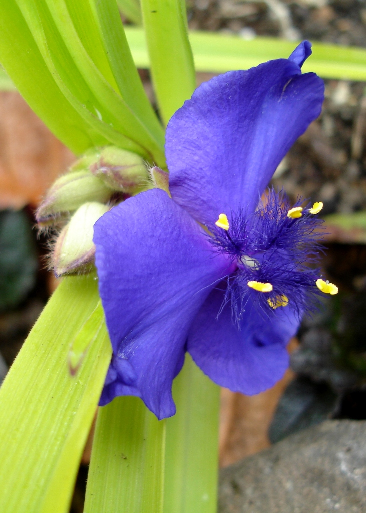 Tradescantia virginiana Tradescantia virginiana