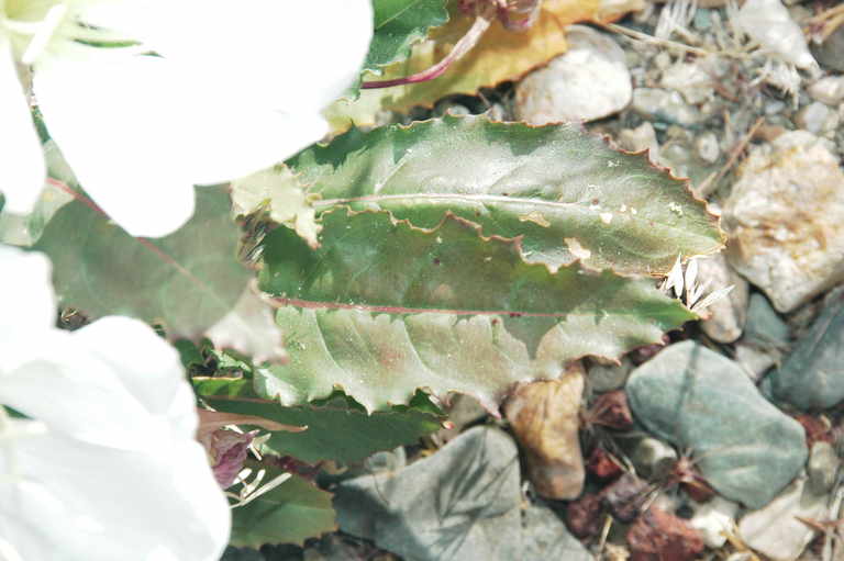 Oenothera cespitosa ssp. marginata