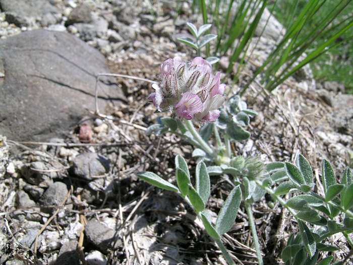 Astragalus austiniae