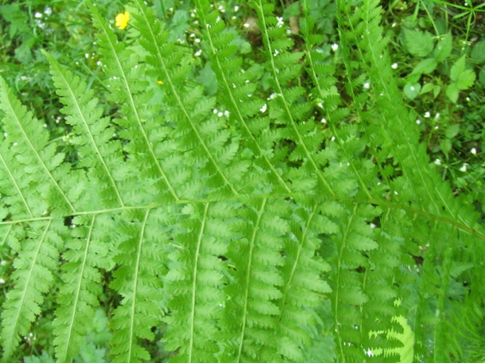 Athyrium filix-femina Athyrium filix-femina