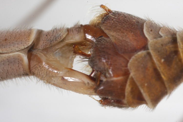 Tipula (Triplicitipula) pubera