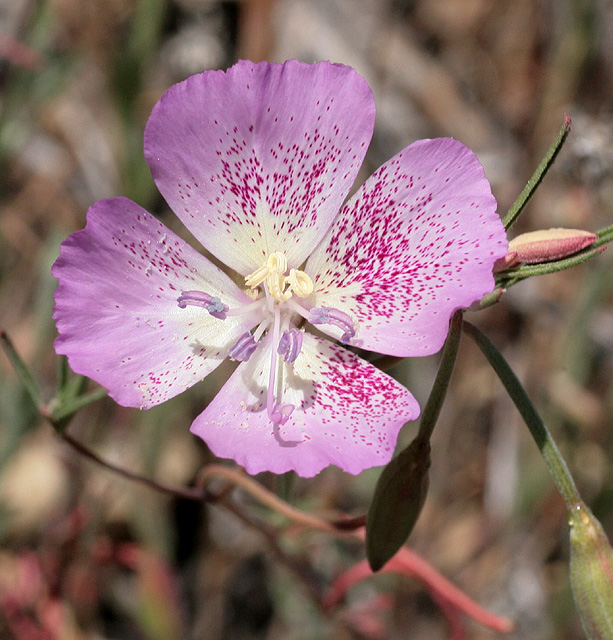 Clarkia bottae Clarkia bottae