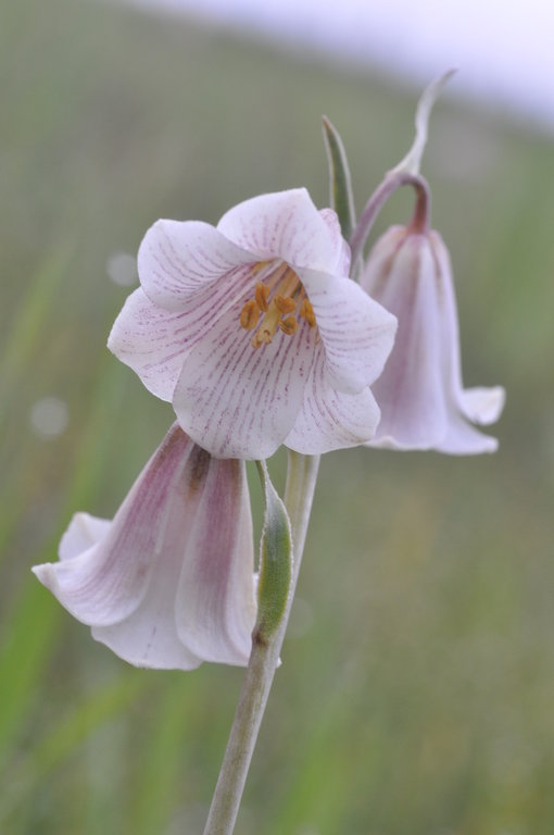 Fritillaria striata