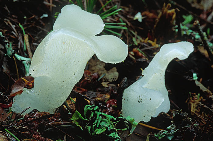 Pseudohydnum gelatinosum Pseudohydnum gelatinosum