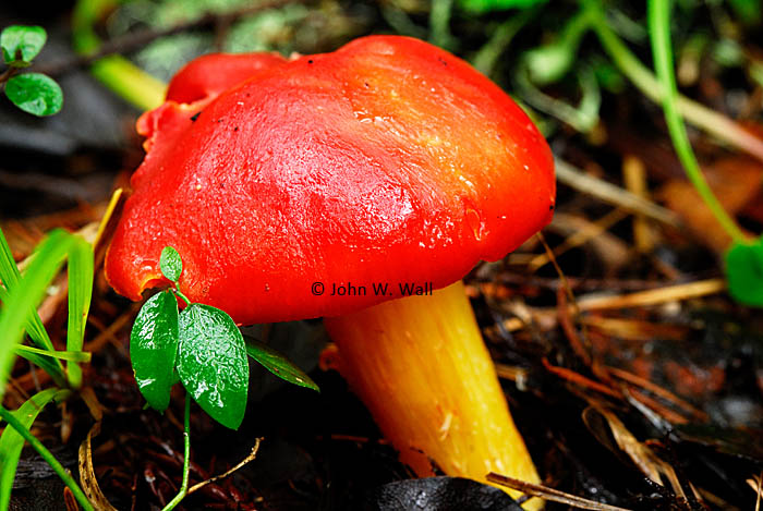 Hygrocybe punicea Hygrocybe punicea
