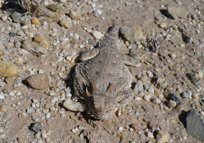 Phrynosoma mcallii Phrynosoma mcallii