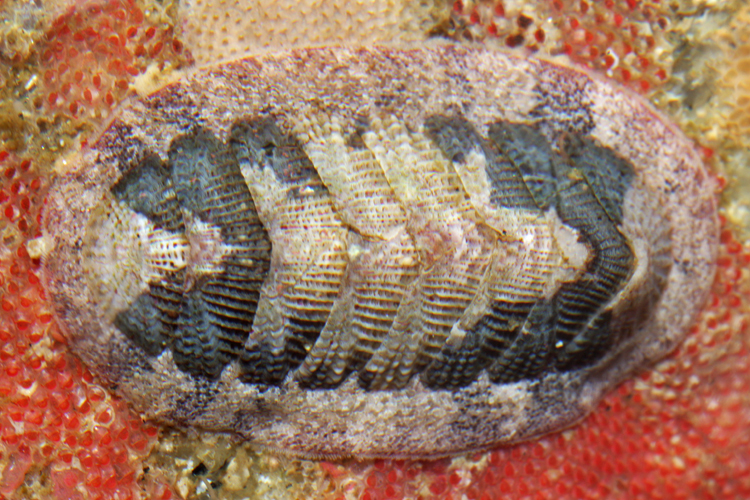 Lepidozona scrobiculata