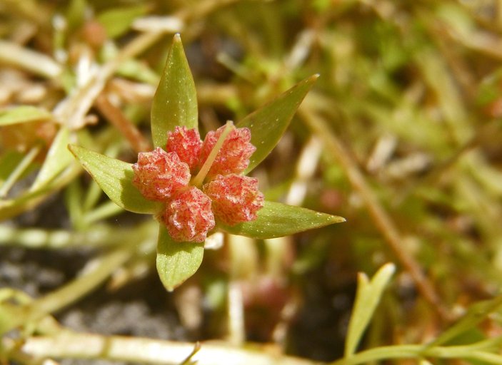 Limnanthes douglasii ssp. rosea