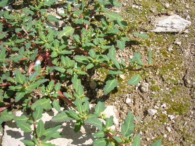 Chenopodium glaucum