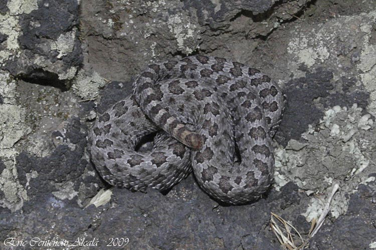 Crotalus intermedius gloydi