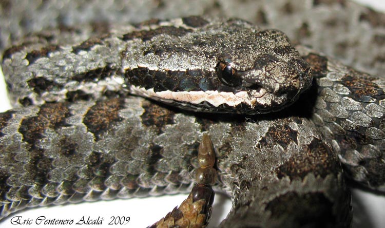 Crotalus intermedius gloydi