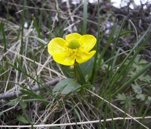 Ranunculus glaberrimus Ranunculus glaberrimus