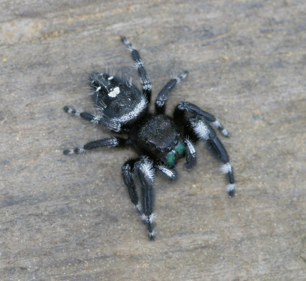 Phidippus audax