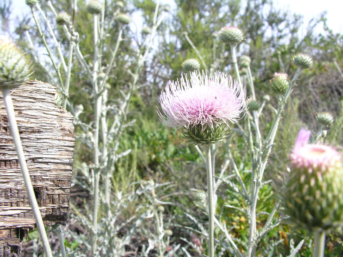 Cirsium occidentale var. californicum