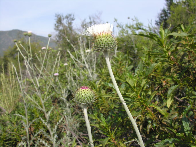 Cirsium occidentale var. californicum