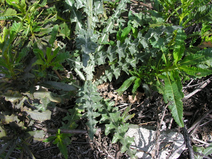 Cirsium occidentale var. californicum