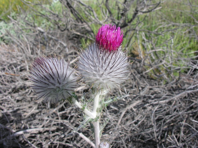 Cirsium occidentale var. occidentale