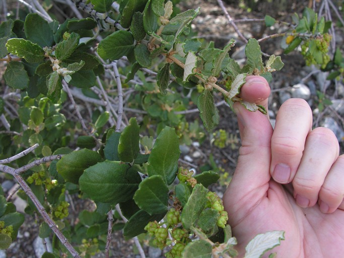Ceanothus crassifolius