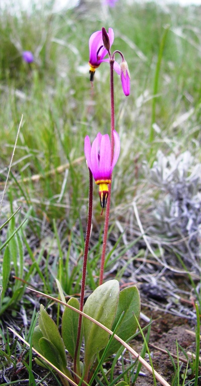 Primula pauciflora var. pauciflora