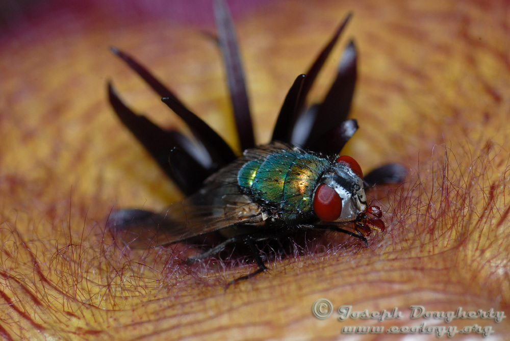Lucilia sericata Lucilia sericata