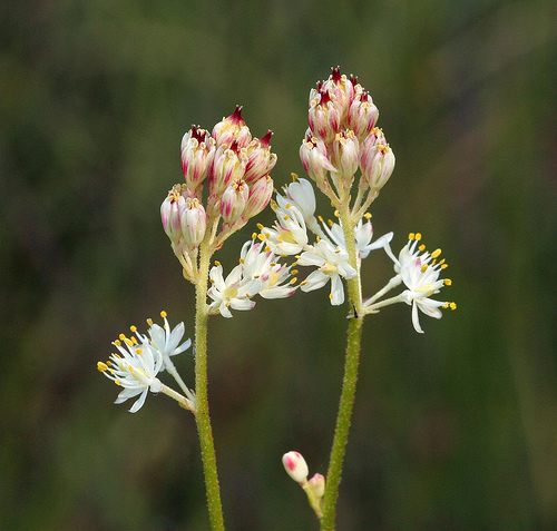 Triantha occidentalis ssp. occidentalis