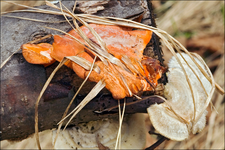 Pycnoporus cinnabarinus