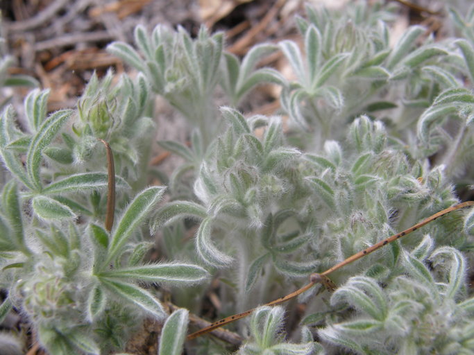 Lupinus dalesiae Lupinus dalesiae