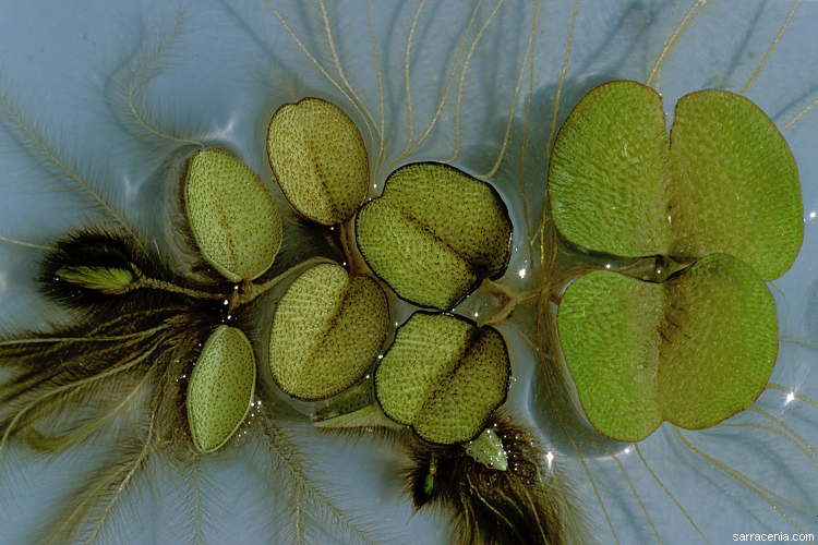 Salvinia molesta