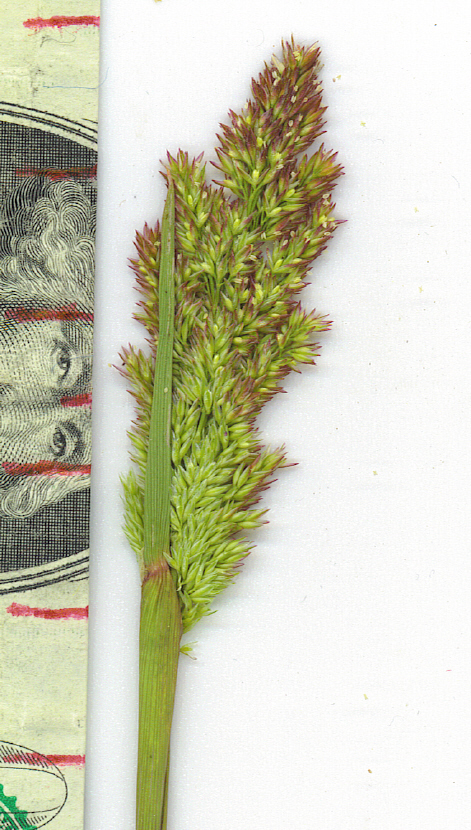 Agrostis semiverticillata