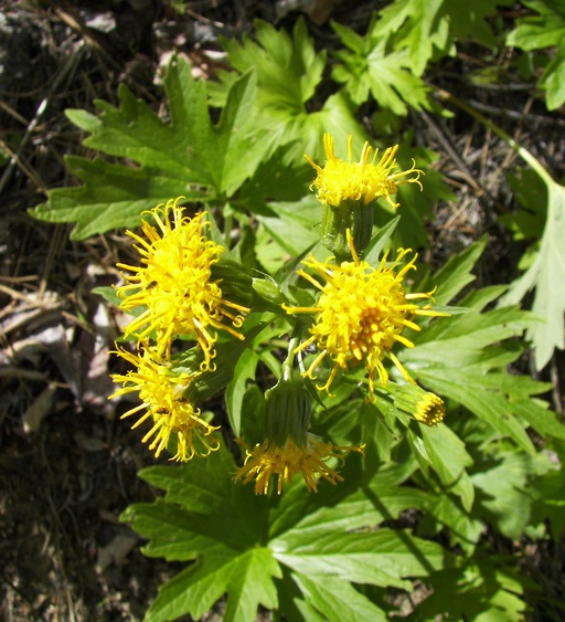 Cacaliopsis nardosmia Cacaliopsis nardosmia