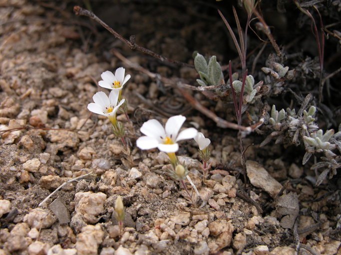 Linanthus orcuttii