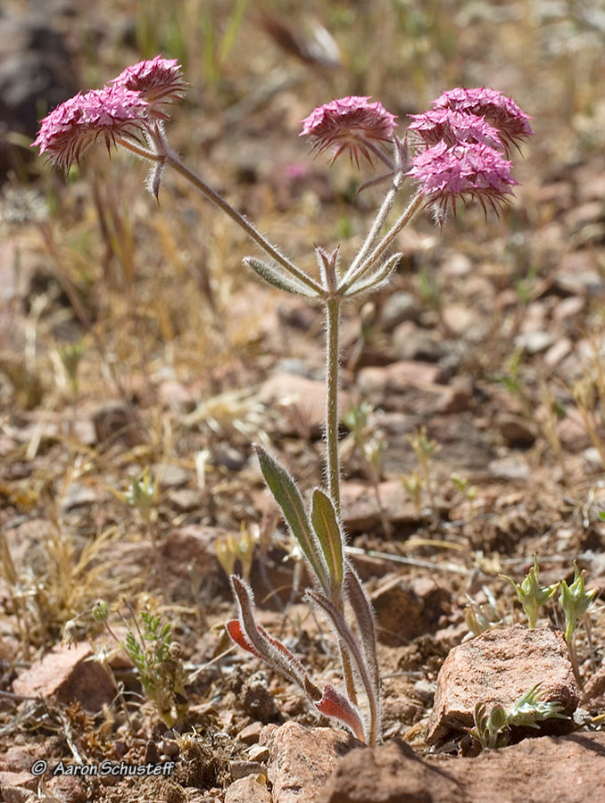 Chorizanthe douglasii