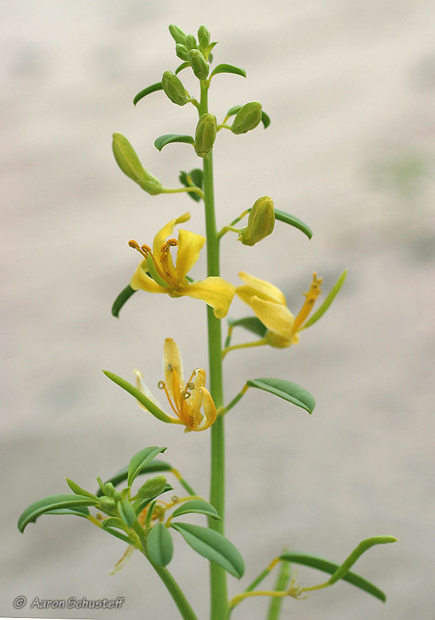 Carsonia sparsifolia