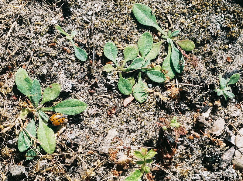 Erigeron sanctarum