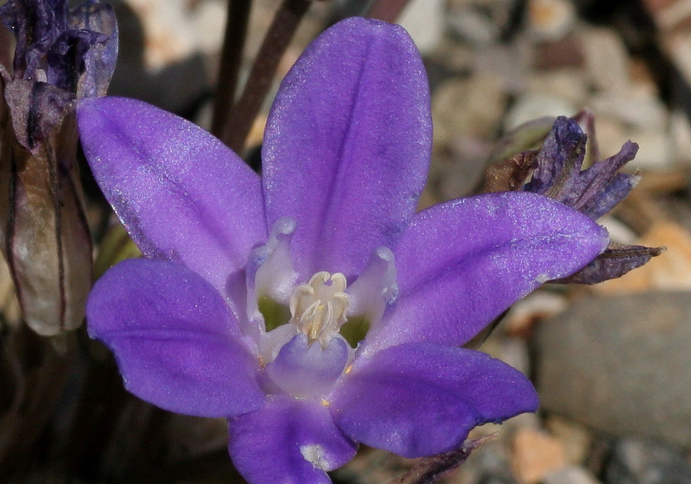 Brodiaea terrestris ssp. kernensis Brodiaea terrestris ssp. kernensis