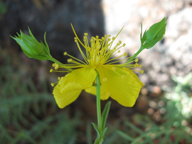 Hypericum concinnum