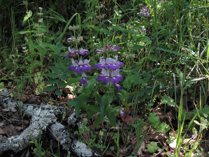 Collinsia heterophylla