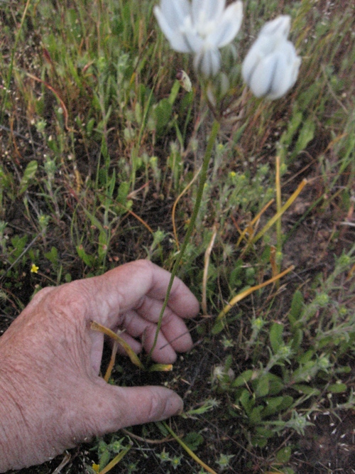 Triteleia hyacinthina