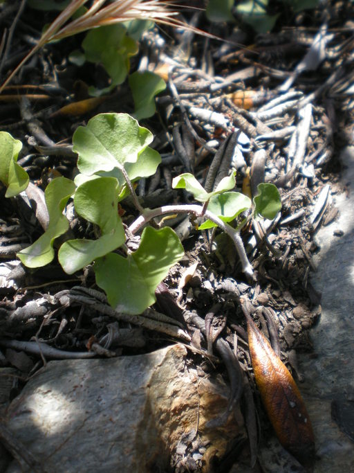 Dichondra occidentalis