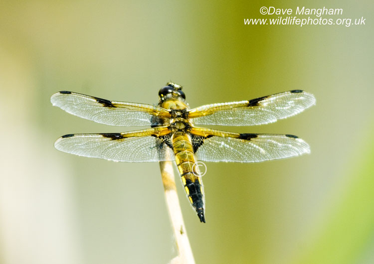 Libellula quadrimaculata