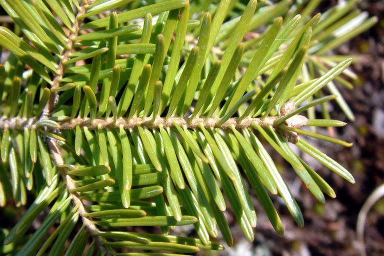 CalPhotos: Abies balsamea