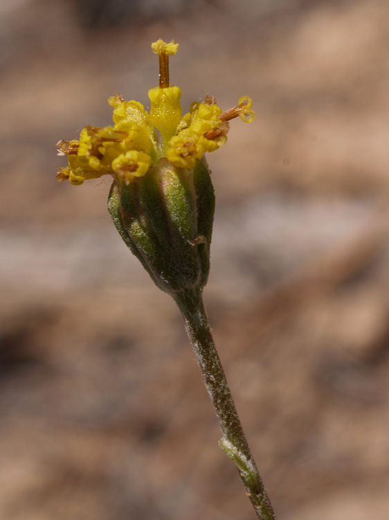 Hymenopappus filifolius Hymenopappus filifolius