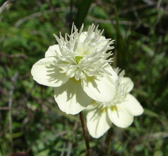 Platystemon californicus