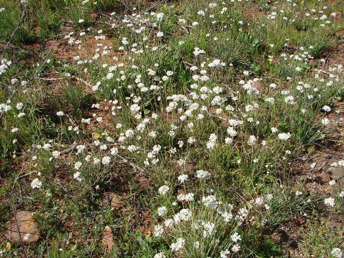 Allium haematochiton