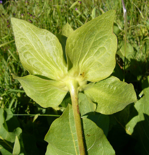 Wyethia glabra